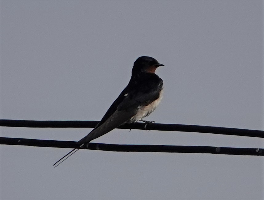 Barn Swallow - ML357206631