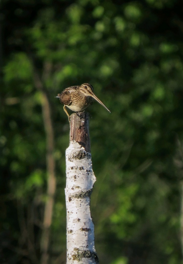 Common Snipe - ML357206681