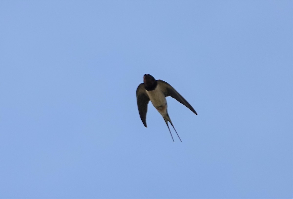 Barn Swallow - ML357206721