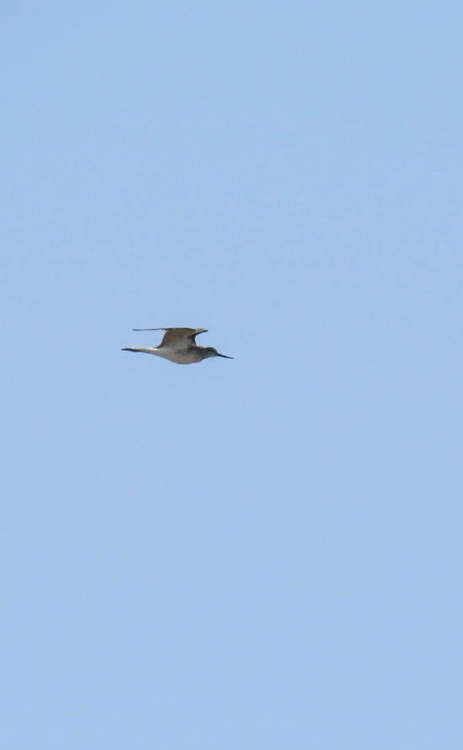 Common Greenshank - ML357206761