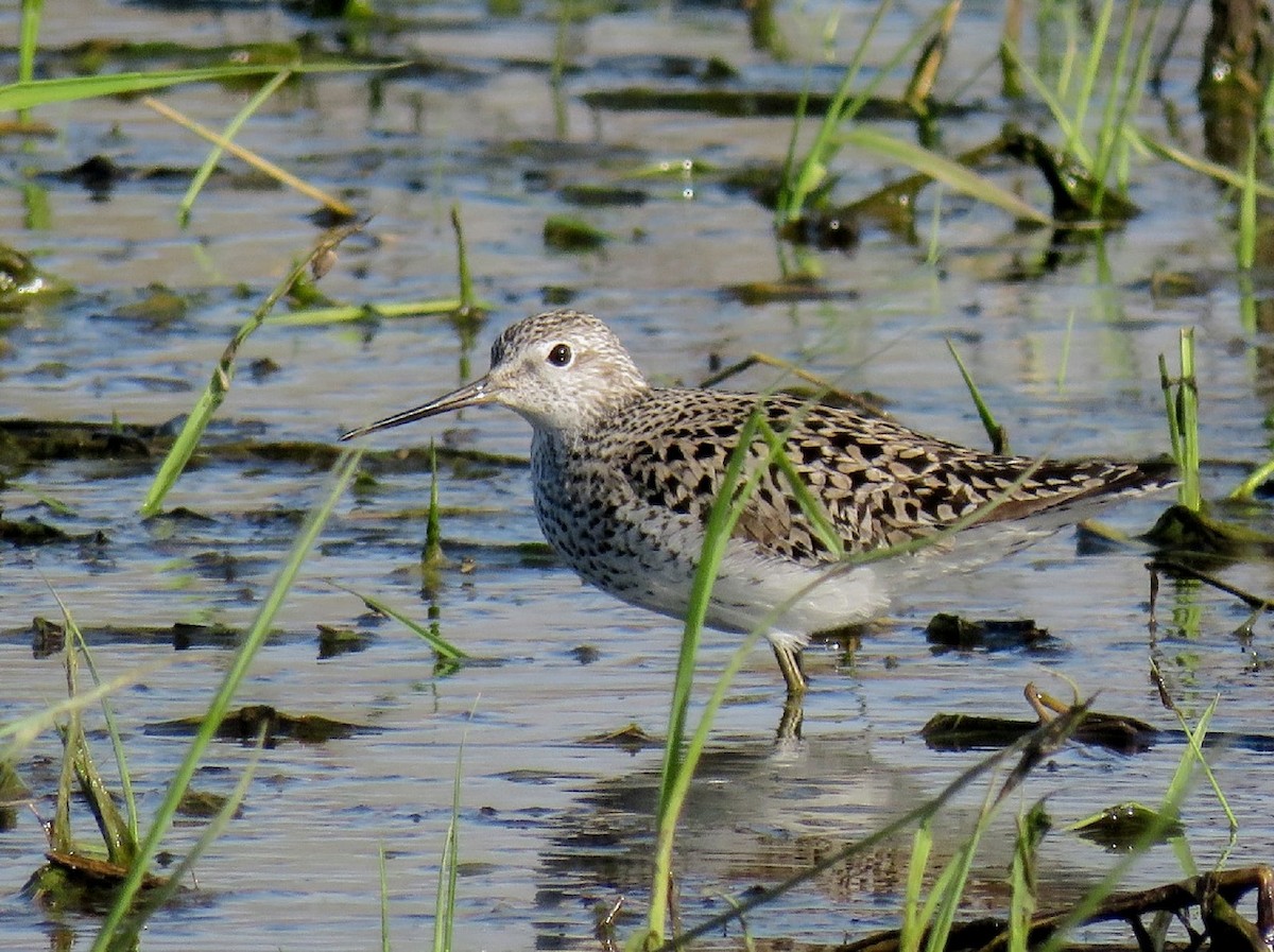 Marsh Sandpiper - ML357206801