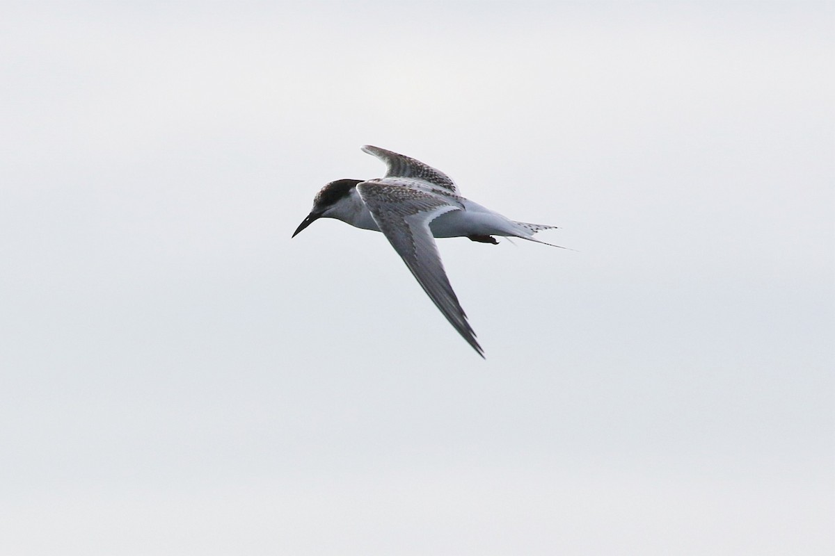 Antarctic Tern - Mark Stanley