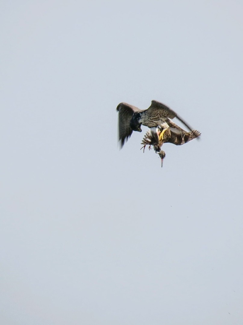 Peregrine Falcon - Яков Любченко