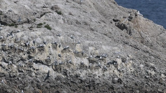 Black-legged Kittiwake - ML357207861