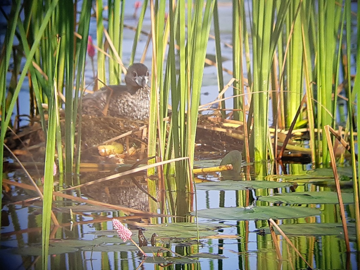 Pied-billed Grebe - ML357208251