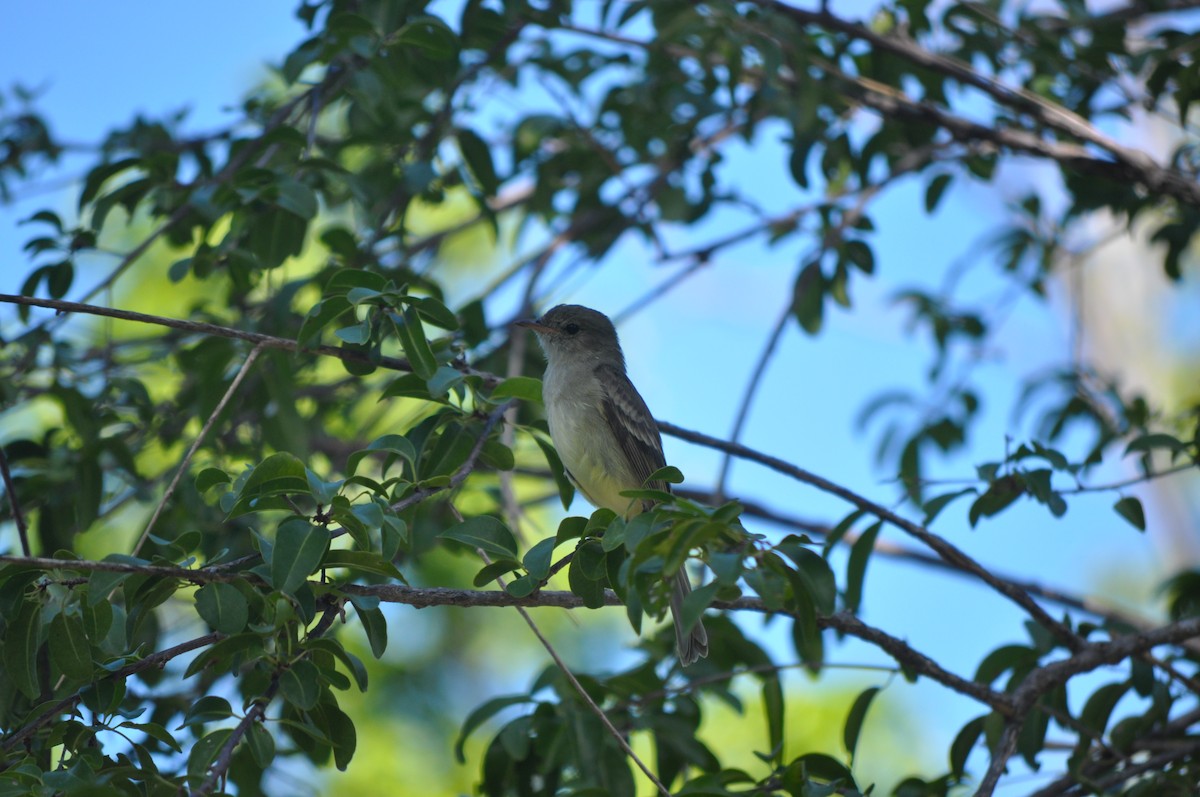 Caribbean Elaenia - Brian Davis