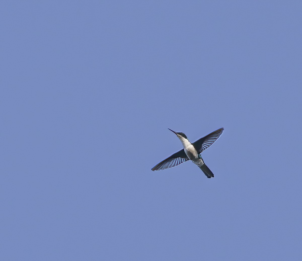 kolibřík černouchý - ML357212231