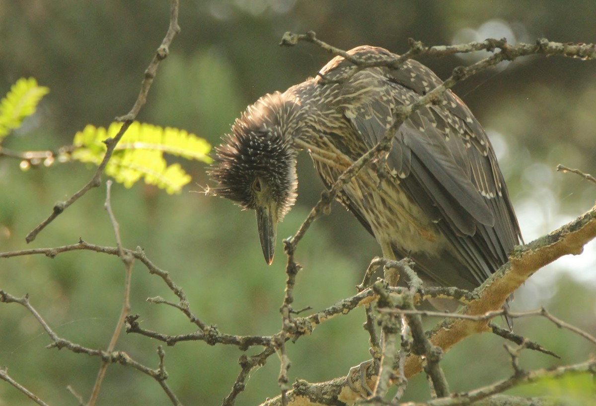 Yellow-crowned Night Heron - ML357212771