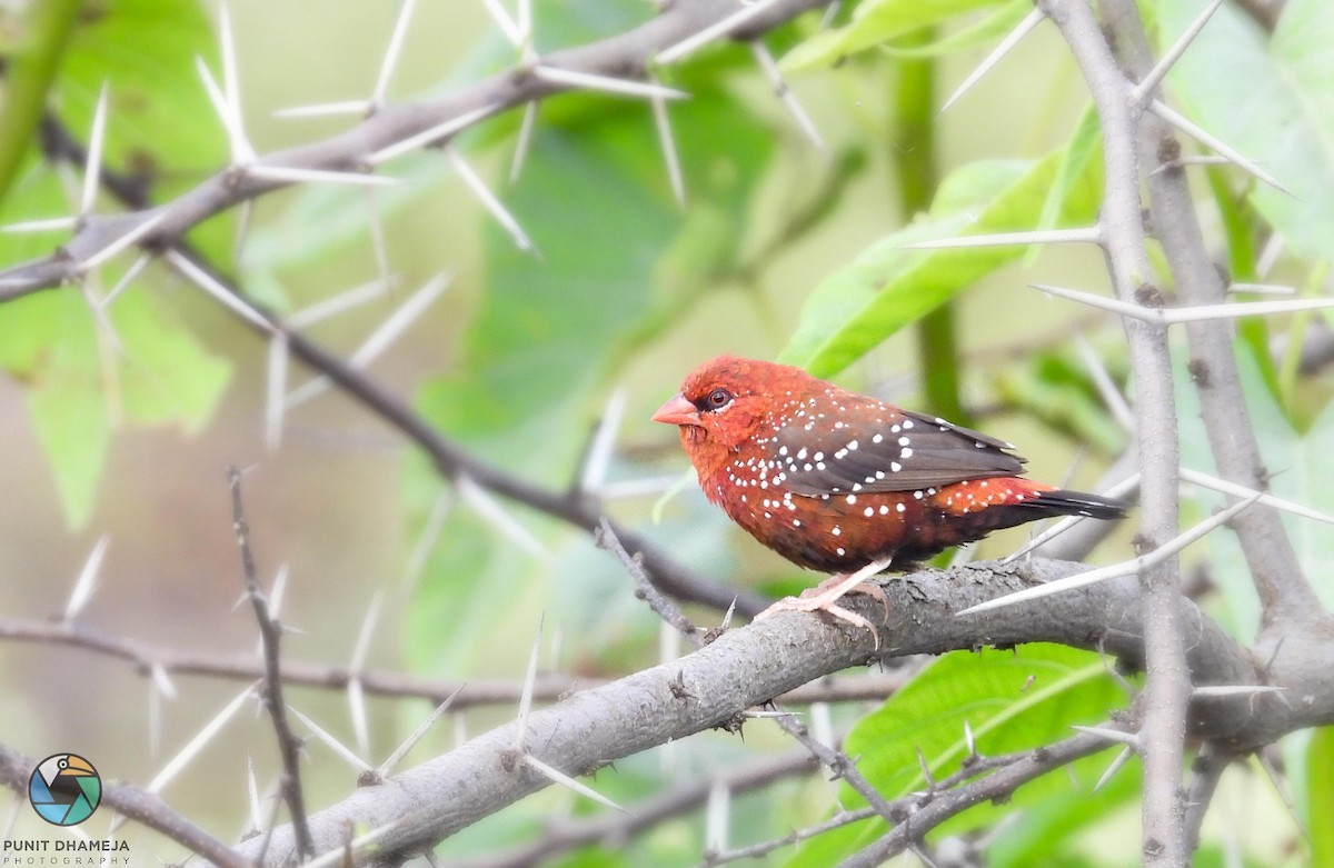 Red Avadavat - ML357213401