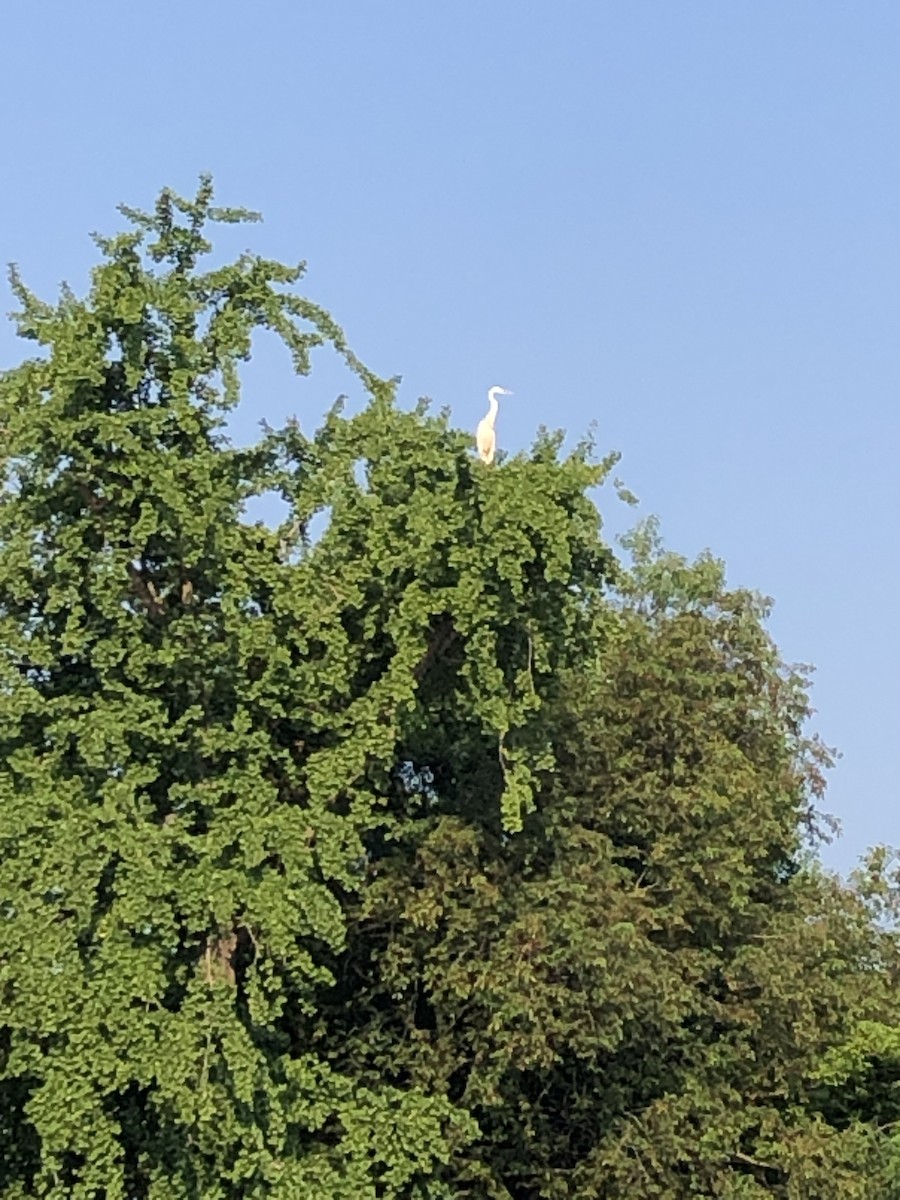 Great Blue Heron (Great White) - ML357213721