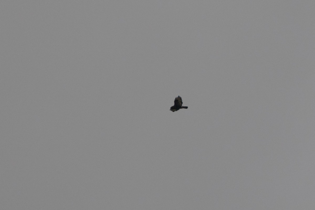 Rough-legged Hawk - ML357213991