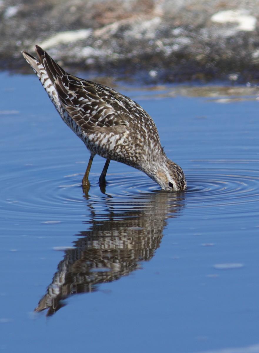 Stilt Sandpiper - ML357214091