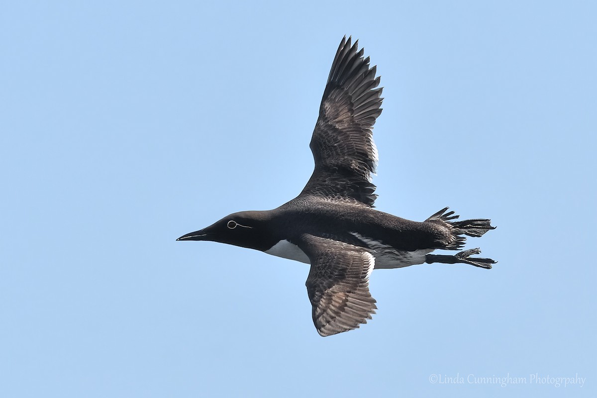 Common Murre - ML357214671