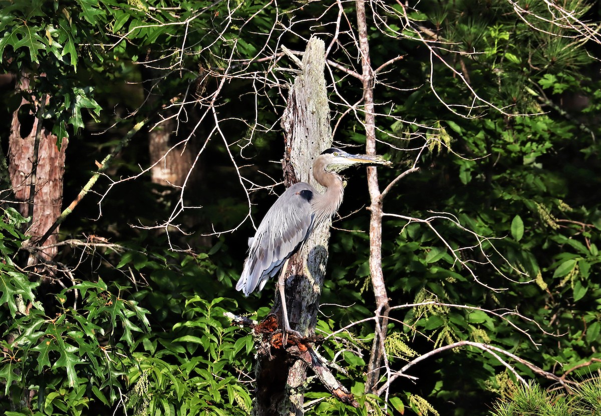 Great Blue Heron - Daniel Kaplan