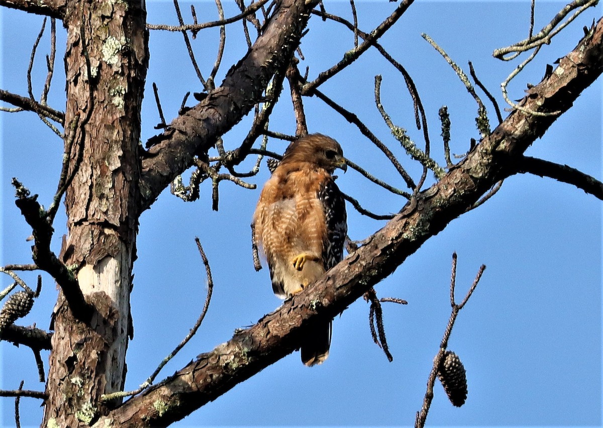 Red-shouldered Hawk - ML357218741