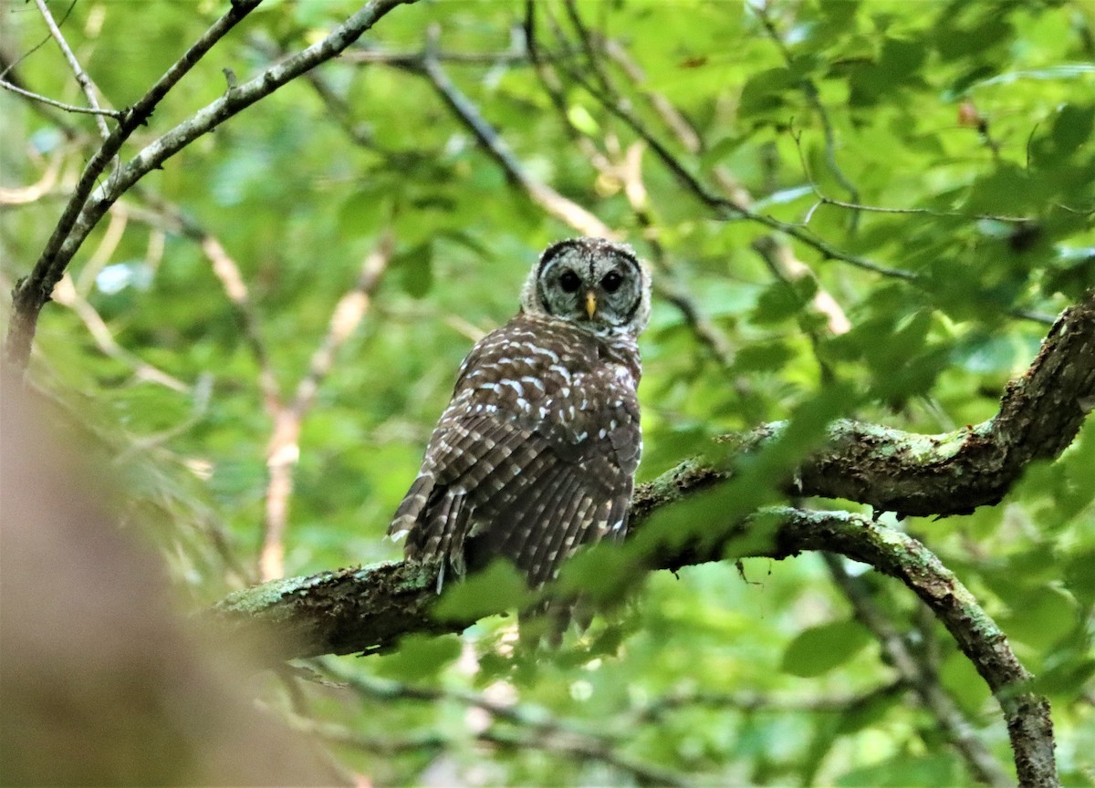 Barred Owl - ML357218781