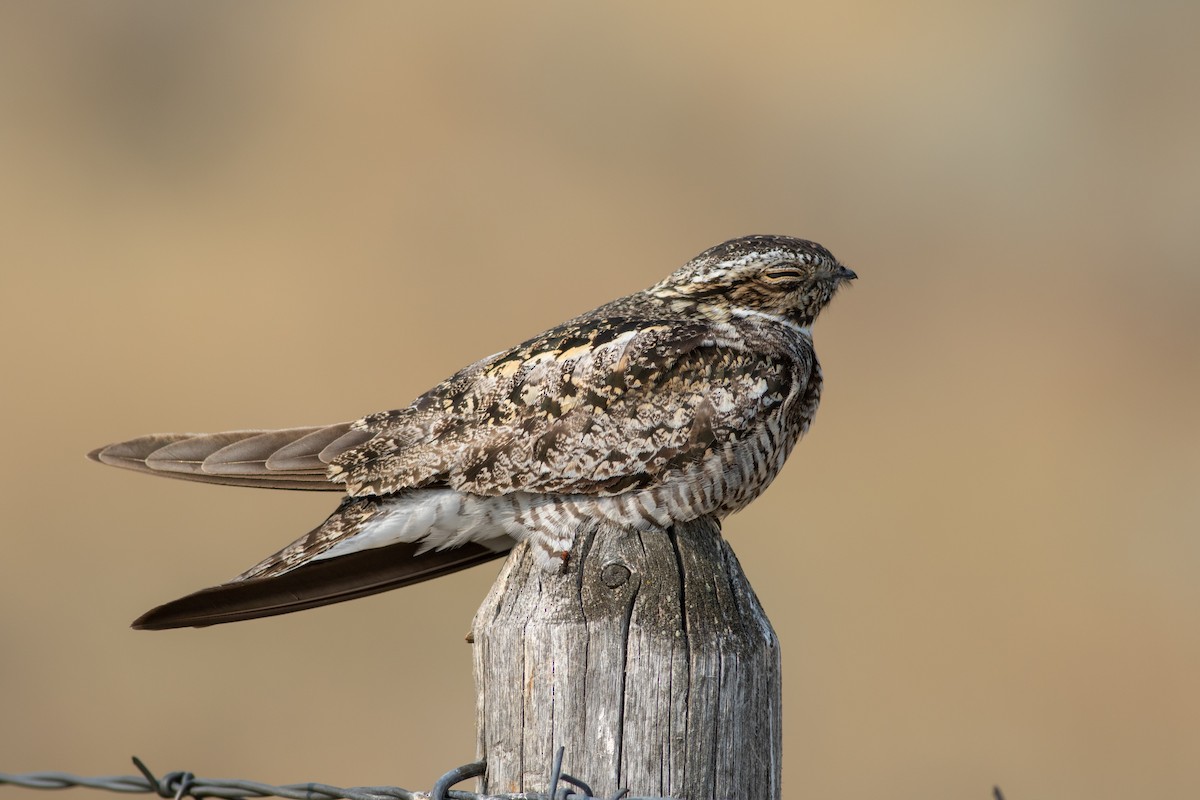 Common Nighthawk - Gavin McKinnon