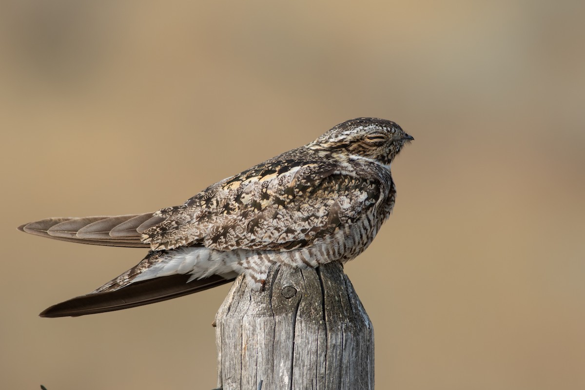 Common Nighthawk - Gavin McKinnon