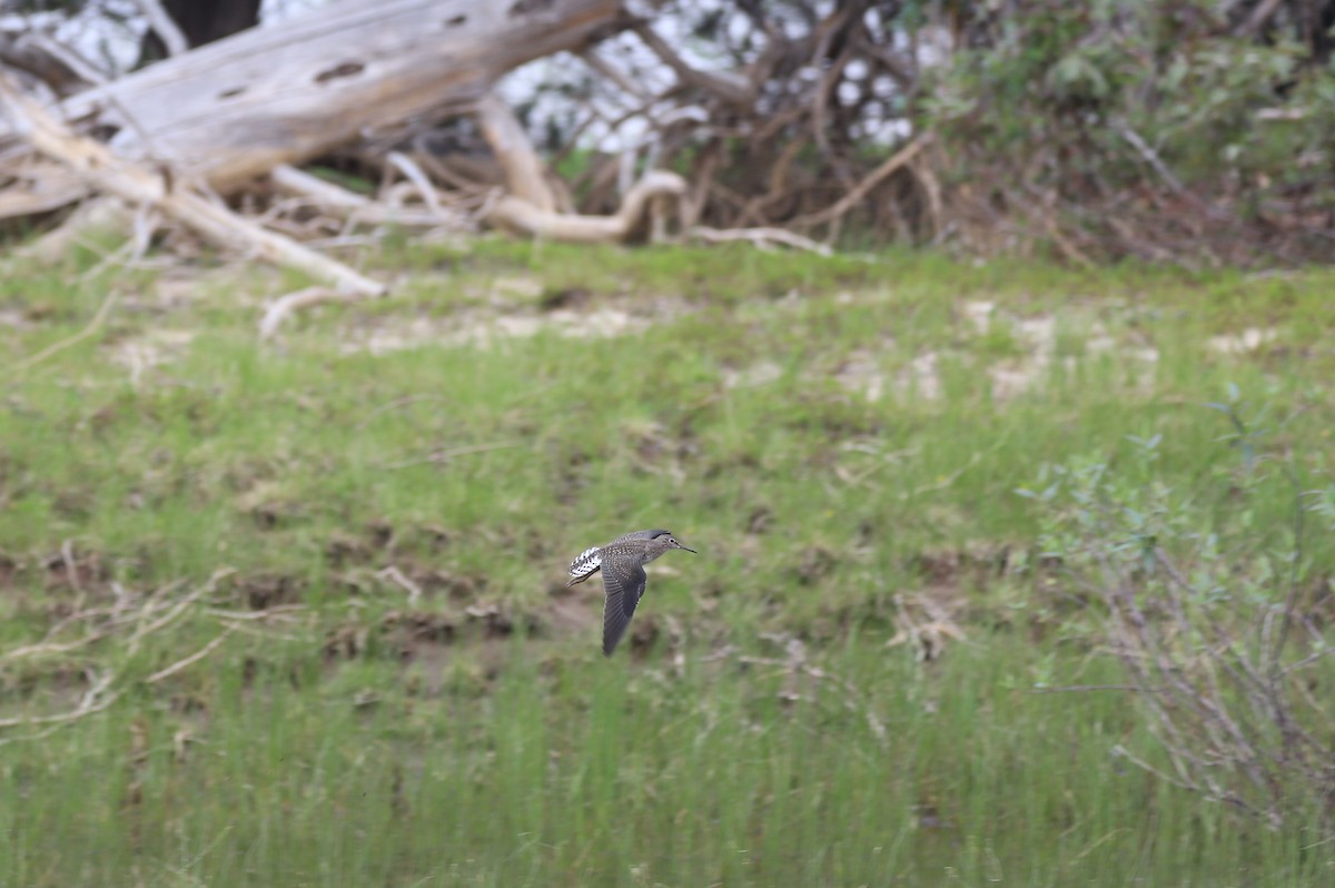 Solitary Sandpiper - ML357219701