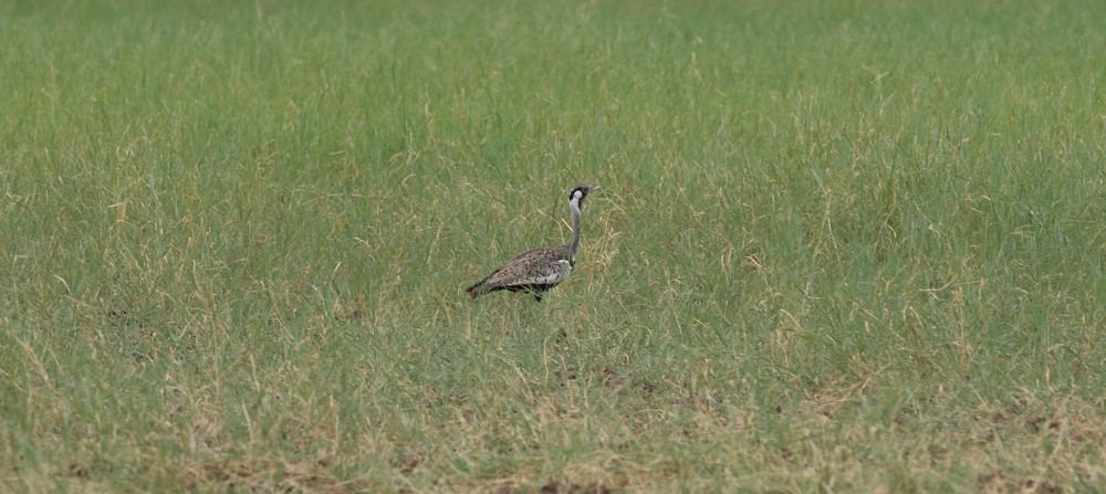 Hartlaub's Bustard - ML357219971