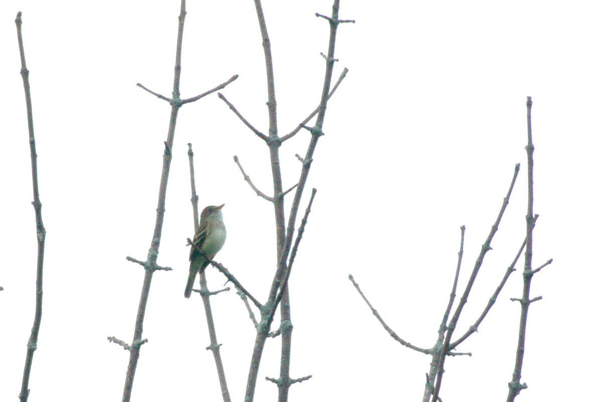 Alder Flycatcher - ML357220321