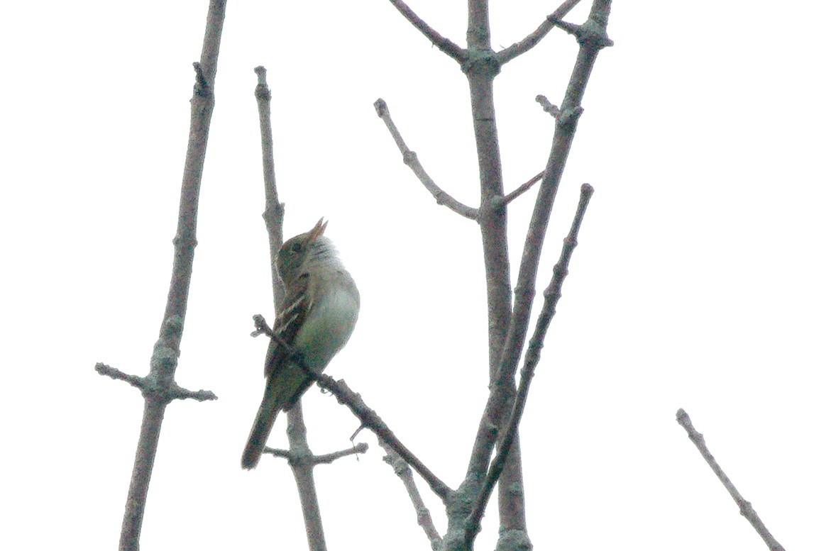 Alder Flycatcher - ML357220341