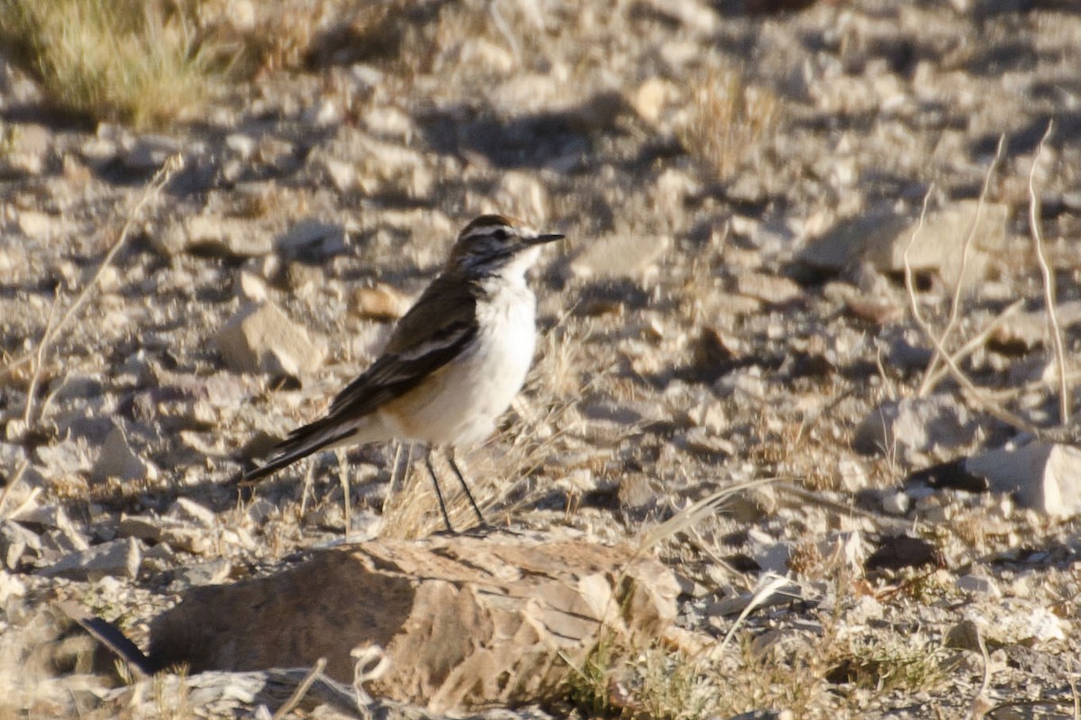 Rusty-backed Monjita - ML35722071