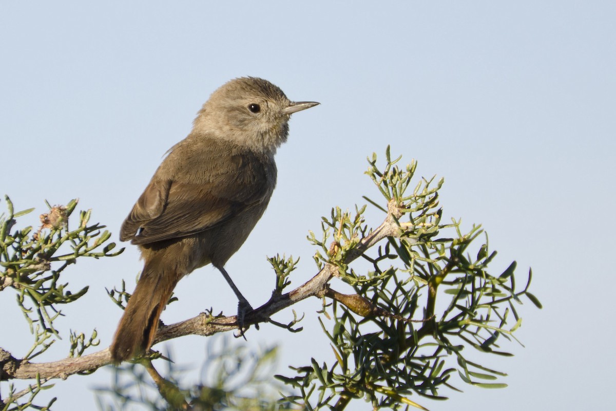 Sharp-billed Canastero - ML35722201