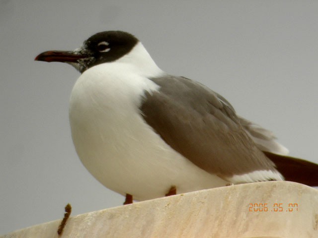 Laughing Gull - ML357222191