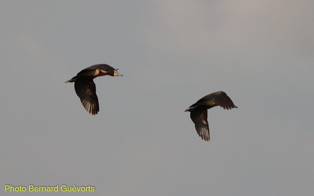 White-faced Whistling-Duck - ML357224411