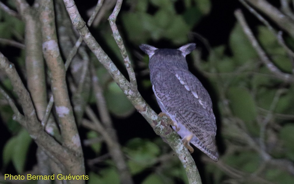Northern White-faced Owl - Bernard Guévorts