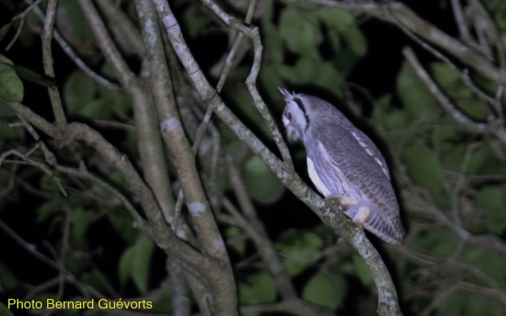 Northern White-faced Owl - ML357224601