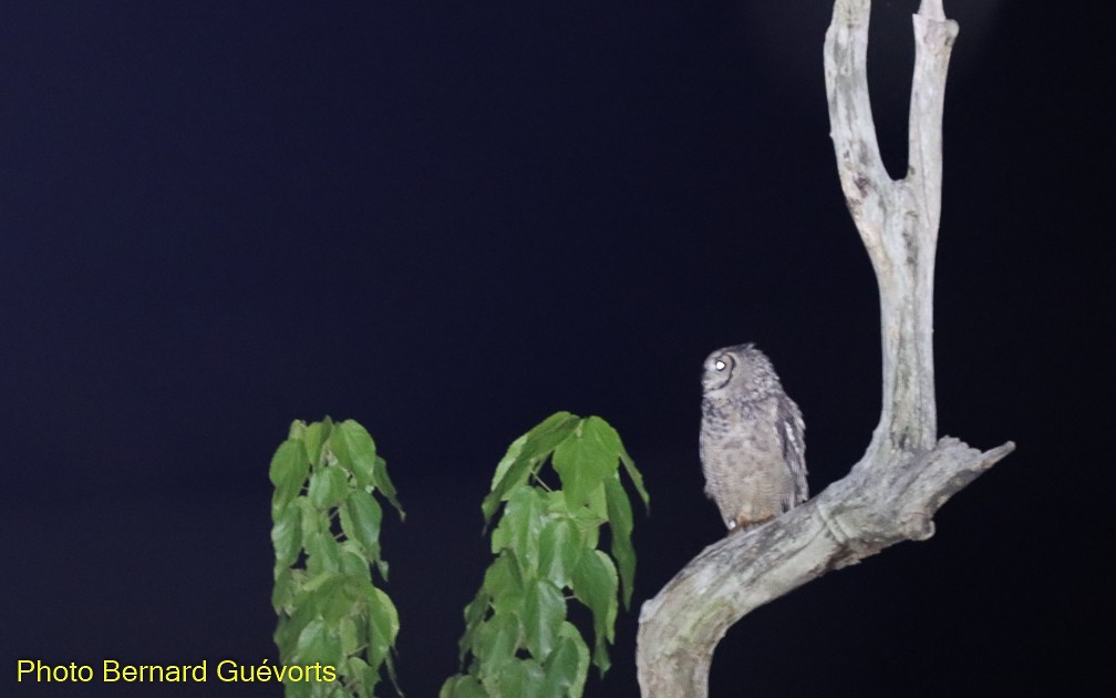 Grayish Eagle-Owl - Bernard Guévorts