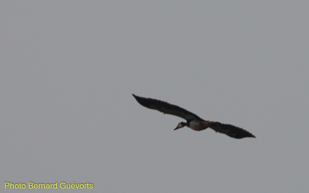Spur-winged Goose - Bernard Guévorts