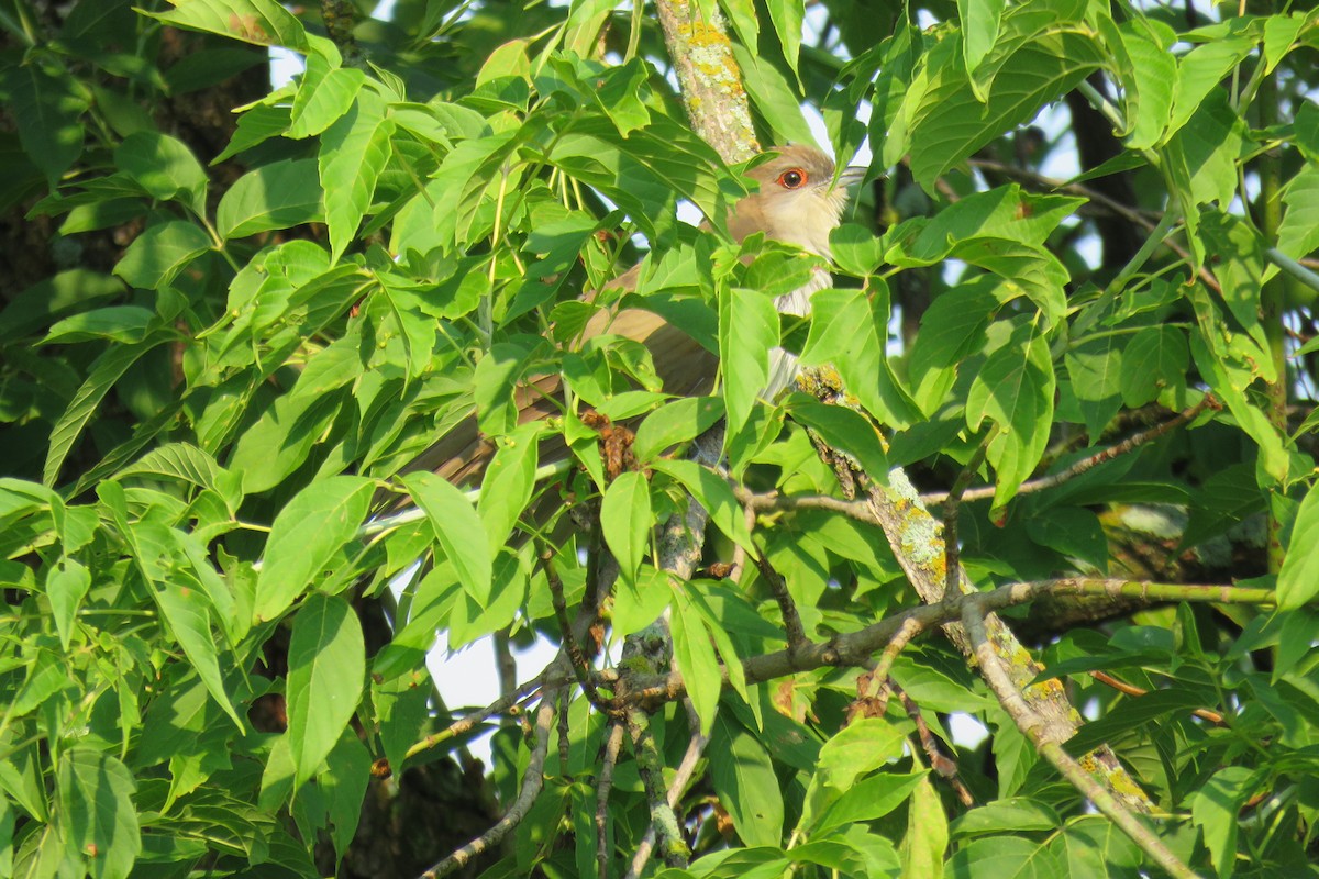 Black-billed Cuckoo - ML357226911