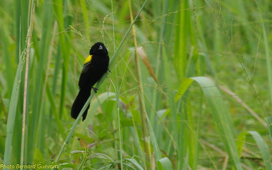 Yellow-mantled Widowbird - ML357227321