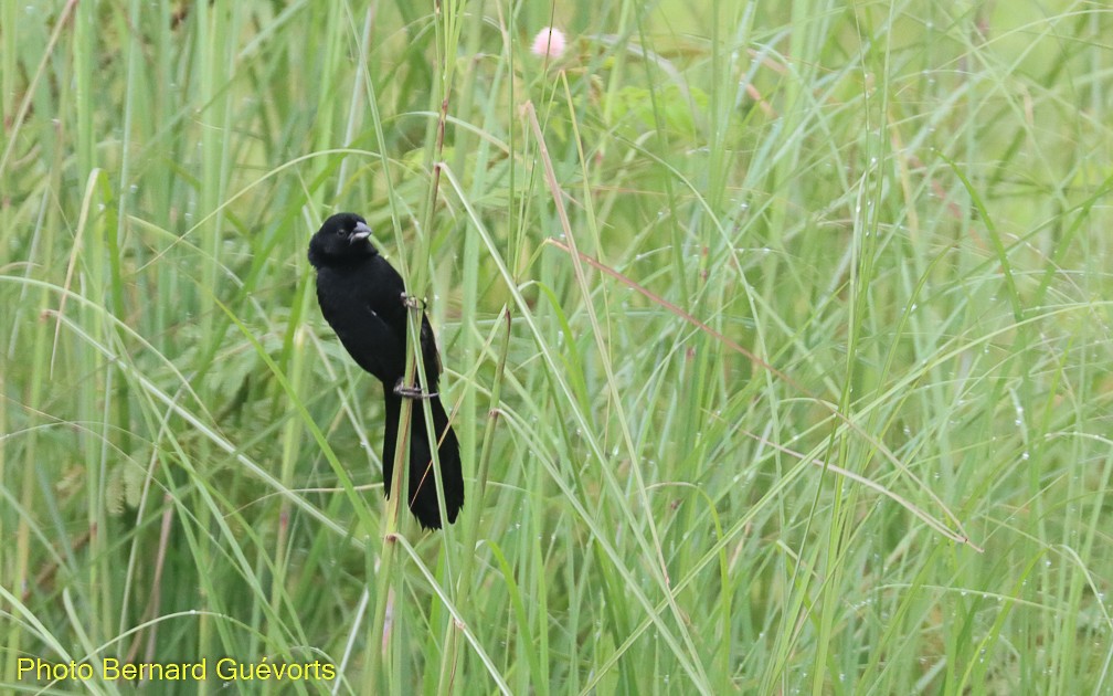 Yellow-mantled Widowbird - ML357227331