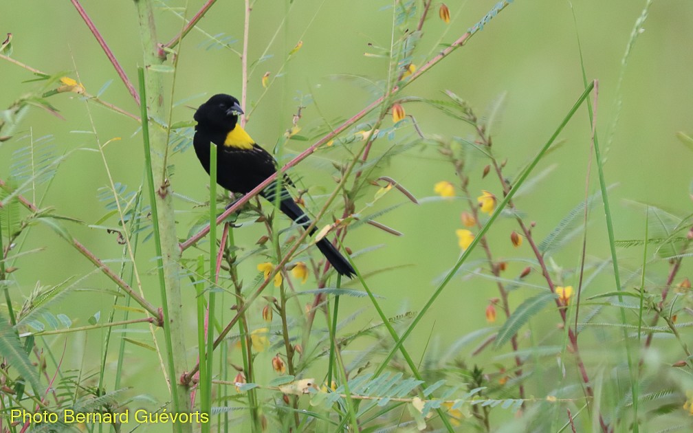 Yellow-mantled Widowbird - Bernard Guévorts