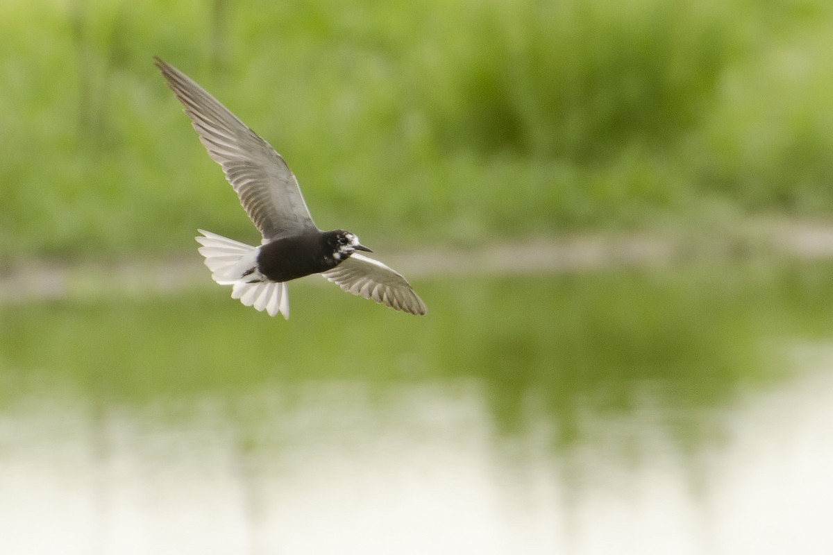 Black Tern - Brian Davis