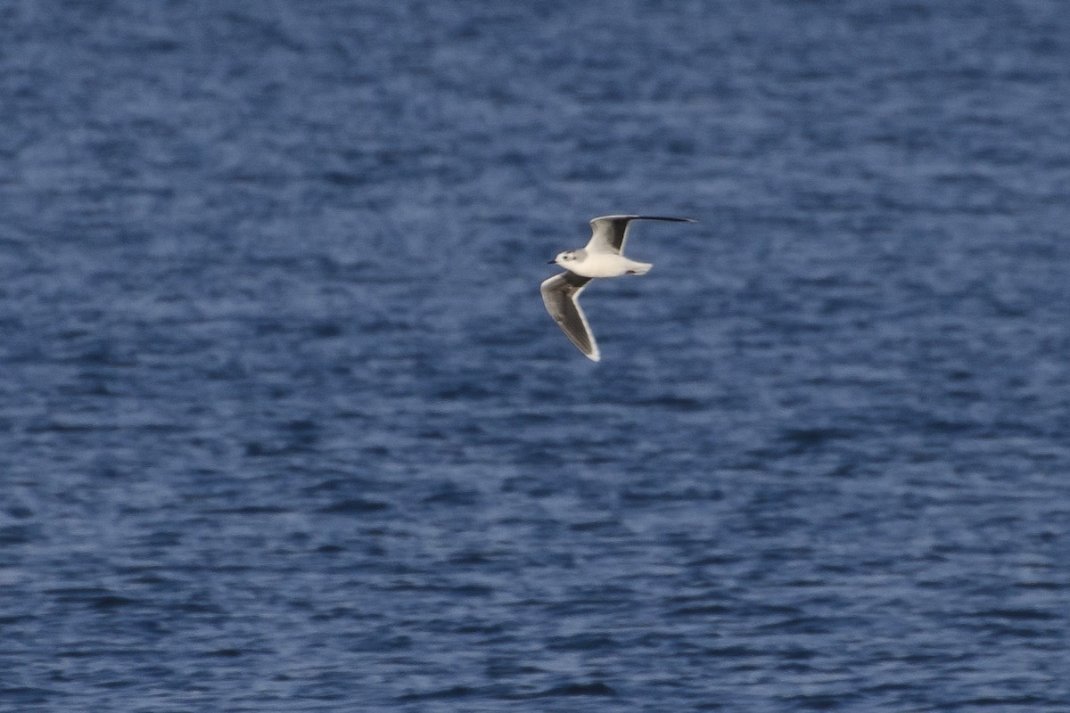 Little Gull - Brian Davis