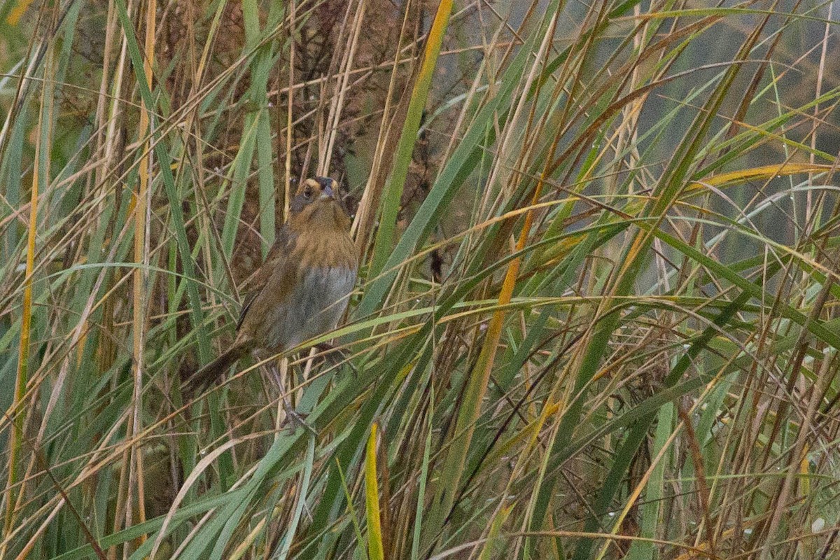 Nelson's Sparrow (Interior) - ML357229231