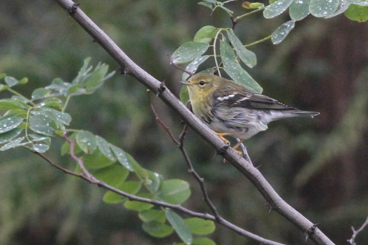 Blackpoll Warbler - ML357229261