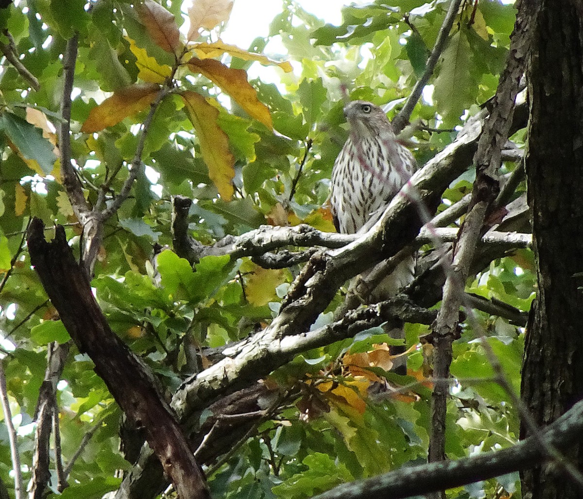 Cooper's Hawk - ML35722931