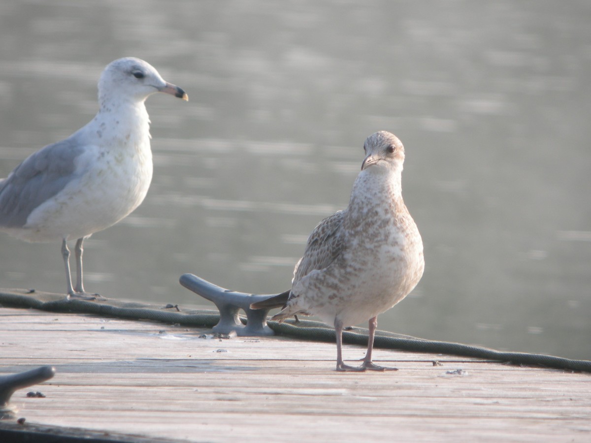 Ring-billed Gull - Jed Hertz