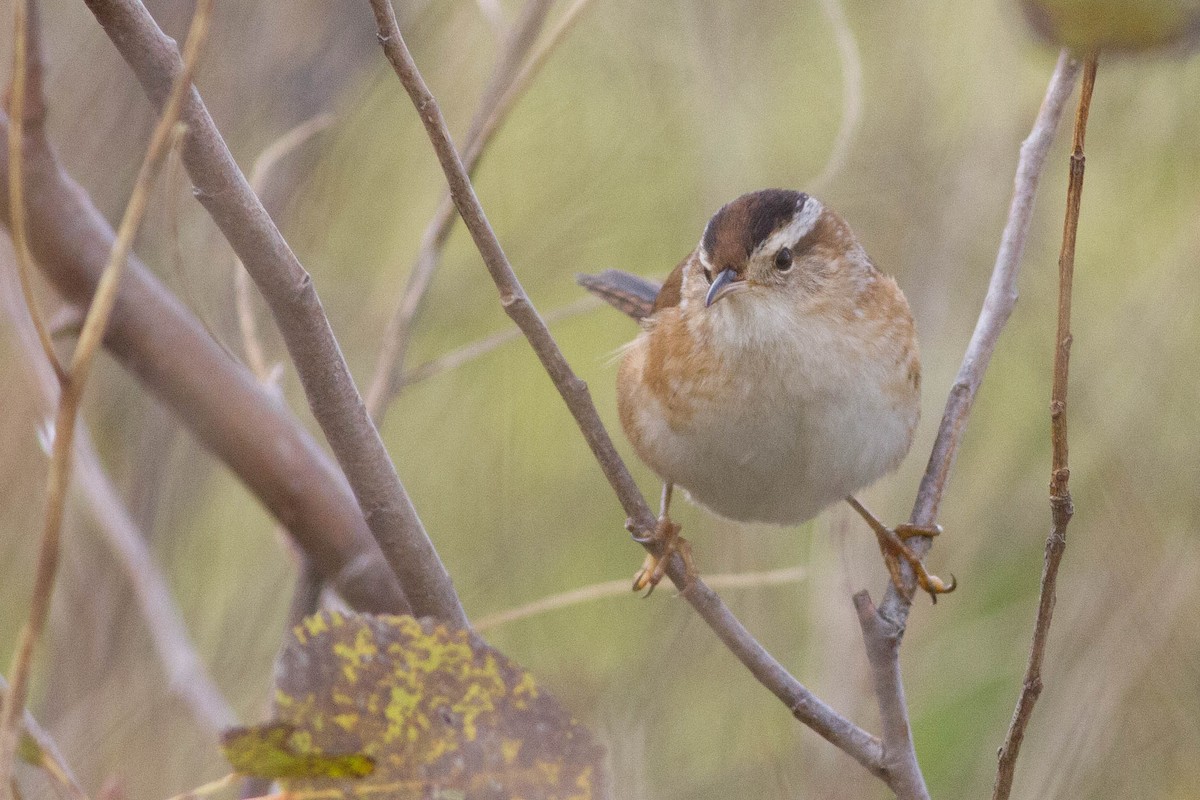 Marsh Wren - ML357232011