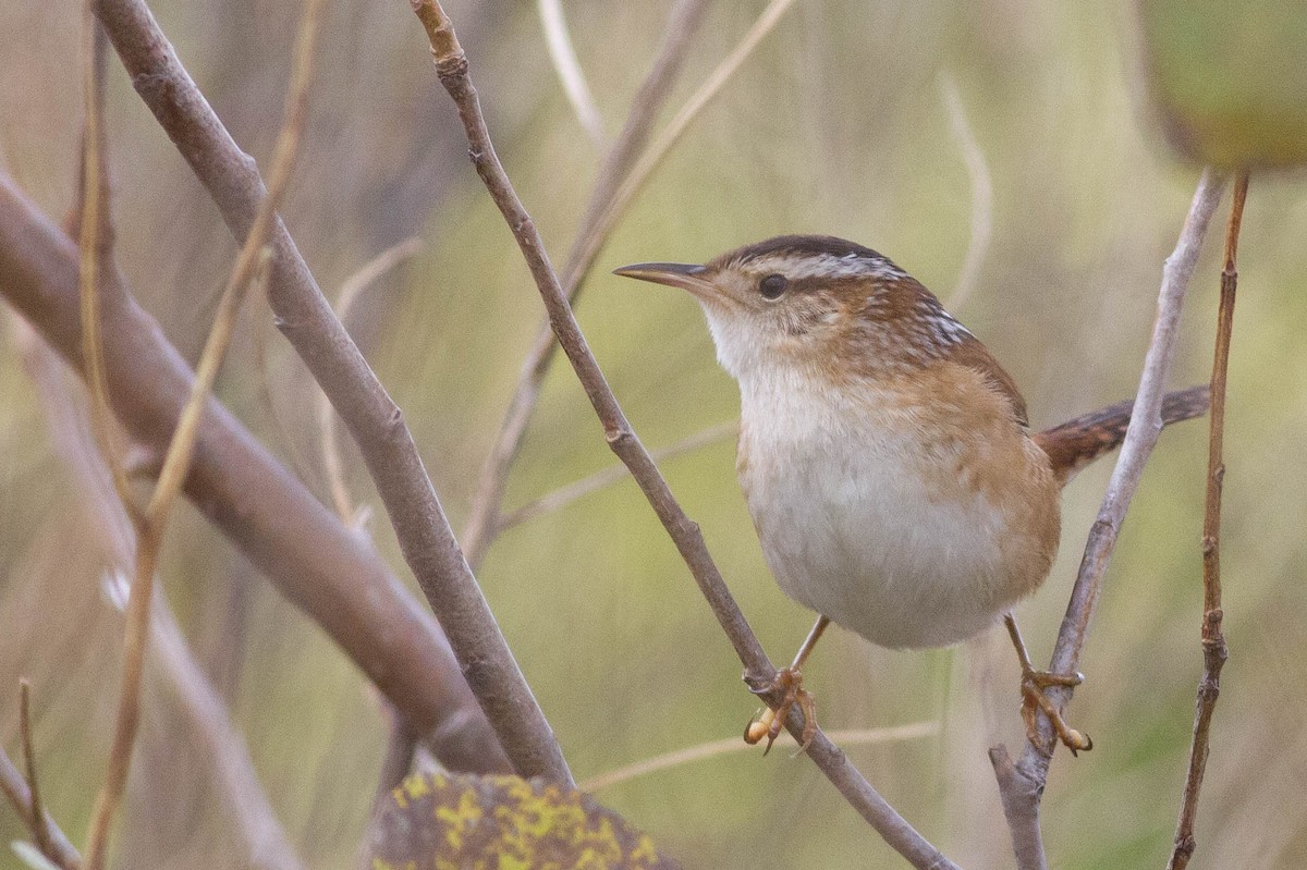 Marsh Wren - ML357232031