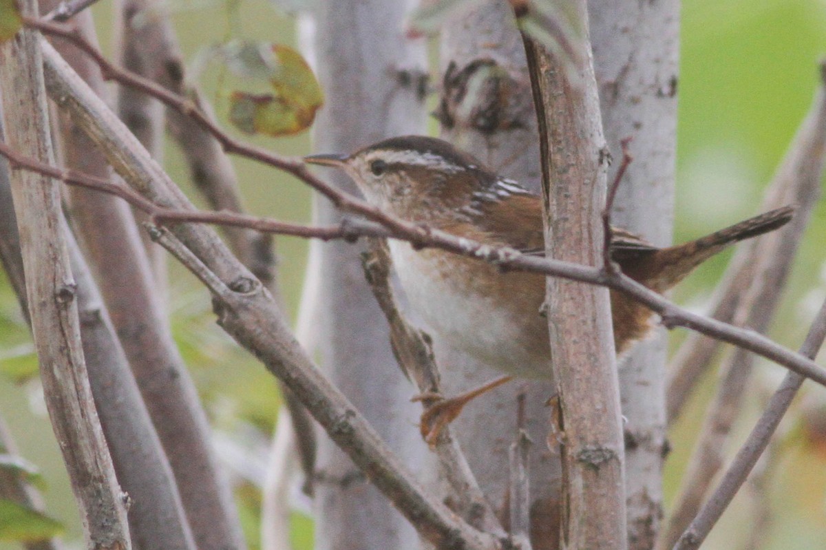 Marsh Wren - ML357232051