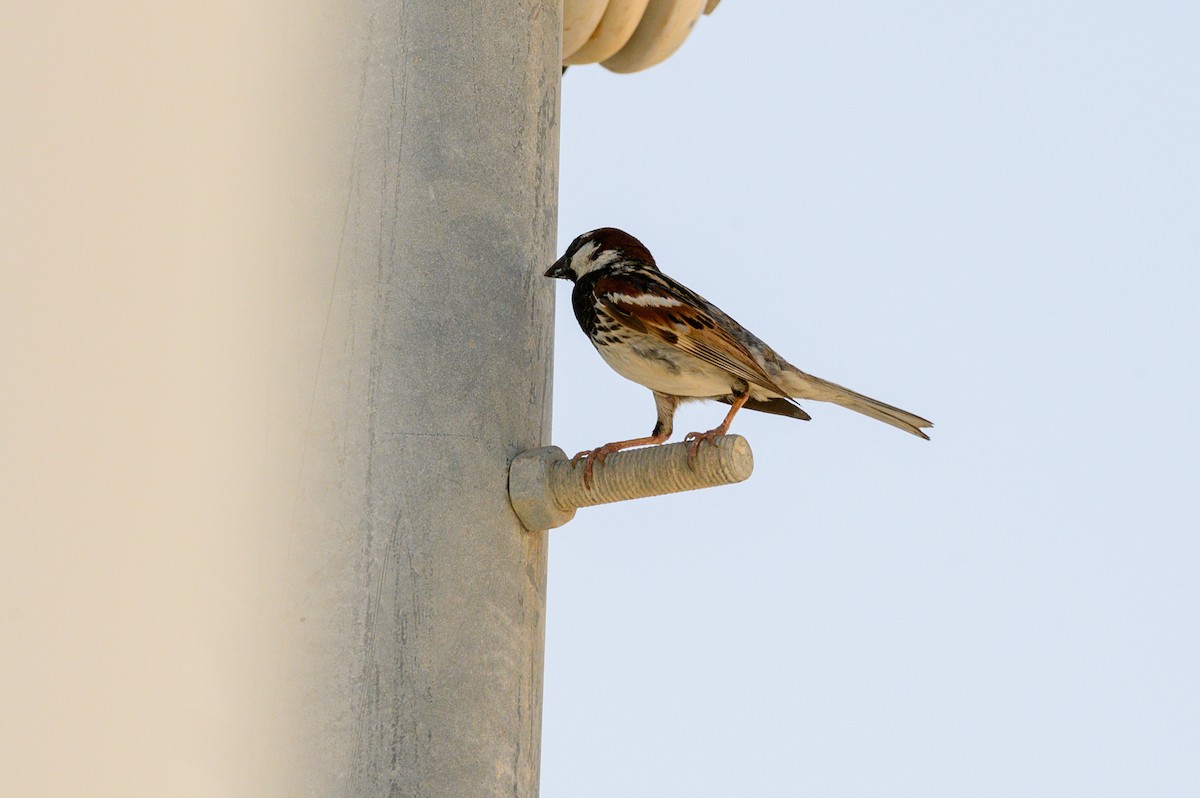 Spanish Sparrow - ML357232421