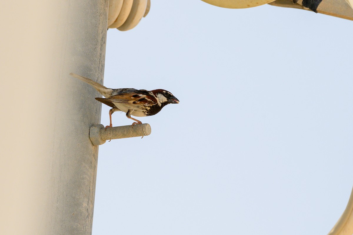 Spanish Sparrow - ML357232431