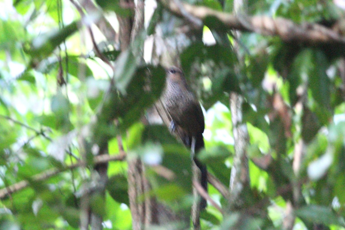 Scaled Ground-Cuckoo - ML357233291